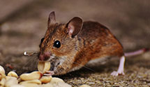 24 Hour & Emergency Exterminators in Griffith Spring, AR